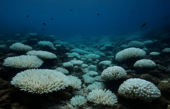 Global Coral Bleaching Crisis 2023–2025: 84% of World’s Reefs Threatened